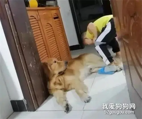 听说家里大金毛放屁后，小主人竟然...