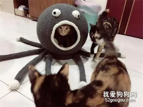 网友买了个章鱼猫窝，猫们看后都很喜欢，于是就有了这一幕！