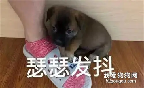 养一只田园犬的感受：小时候很萌，黏人，不挑食，乖巧
