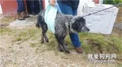 曾贴在墙角等死的它，如今活得像小孩子一般…