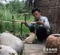担心爱犬被晒网友给它搭了个窝，结果看到搭好的小窝后，笑喷了！