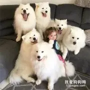 到底什么样的大户人家，才能这样养狗？