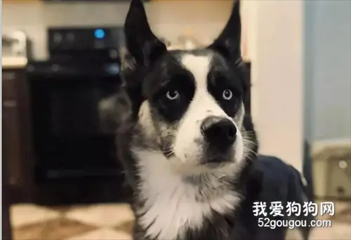 哈士奇和边牧生的串串颜值好高，那么智商随谁呢？