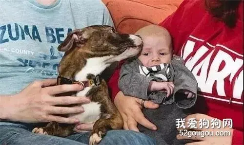 什么情况？孕妇肚里未出生的孩子被家里的狗给救了？