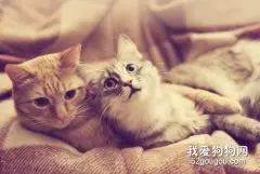 猫咪发情怎么缓解？