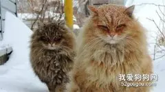 西伯利亚猫吃什么 西伯利亚森林猫喂食要求