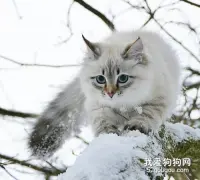 西伯利亚森林猫好养吗 西伯利亚猫养护知识