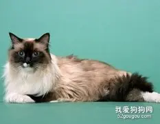 伯曼猫性格怎么样 伯曼猫性格介绍