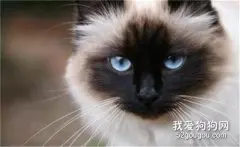 伯曼猫好养吗 伯曼猫饲养注意事项