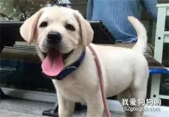 拉布拉多3年暴涨了90斤，到医院检查，医生却说：它连呼吸都会胖！