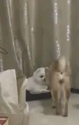 柴柴默默走近博美，本以为要秀恩爱，下一秒笑到劈叉