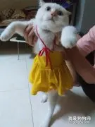 主人给家里的公猫穿上一条小公主裙，前一秒它还很配合，下一秒后主人彻底崩溃了！