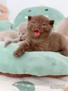 网友家生了几只小猫咪，结果其中一只特别抽象！