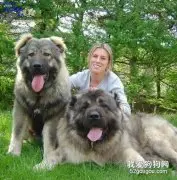 高加索犬怎么驱虫 高加索犬驱虫方法