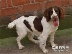 史宾格犬皮肤病治疗方法汇总