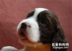 史宾格犬发烧怎么降温 史宾格犬发烧治疗方法