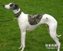 格力犬得了细小怎么办 灵缇犬细小病毒治疗方法