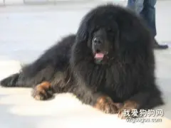 藏獒怎么养 藏獒养殖方法