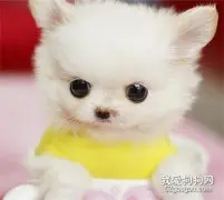 一个月茶杯犬怎么养 茶杯犬幼犬养殖注意事项