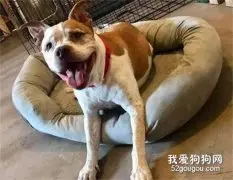 为了帮比特犬找领养，小女孩手写十个可爱理由，让人无法拒绝
