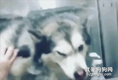网友送狗子去洗澡，结果店员来电说要加钱，原因笑喷了！
