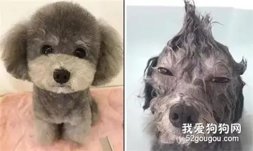 铲屎官第一次给家里泰迪洗澡，然后就被吓跑了...