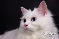 土耳其安哥拉猫好养吗？