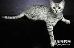 埃及猫掉毛怎么办 埃及猫毛发护理方法