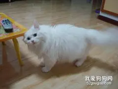 安哥拉猫怎么预防糖尿病 猫咪糖尿病预防方法