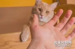 被猫抓伤怎么治疗 猫咪抓伤治疗方法