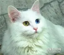 猫咪吃什么驱虫药 猫咪驱虫方法