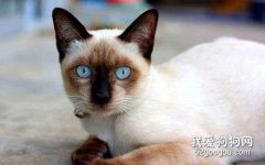 暹罗猫怀孕症状有哪些?