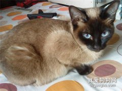 暹罗猫怀孕的特征有哪些？