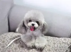 挑选泰迪犬的小技巧