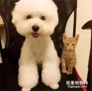 网友捡到一只小橘猫，正好和狗狗作伴，结果几个月后...