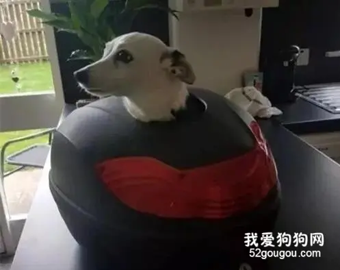 好友去世后，狗狗陷入抑郁，外公特打造“太空舱”逗它开心...