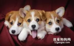 柯基怎么补钙 柯基犬补钙方法