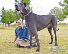 大丹犬关节炎怎么治疗 大丹犬关节炎治疗方法