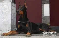 大丹犬呕吐拉稀怎么办 大丹犬呕吐拉稀处理方法