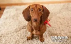 腊肠犬得了犬瘟热怎么办 腊肠犬犬瘟热治疗方法