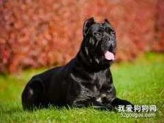 卡斯罗犬呕吐怎么办 卡斯罗犬呕吐处理方法