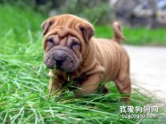 沙皮狗怎么训练大小便 中国沙皮犬定点上厕所训练教程