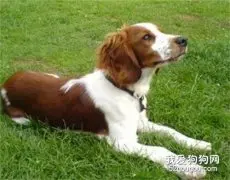 怎么训练威尔士跳猎犬走路?