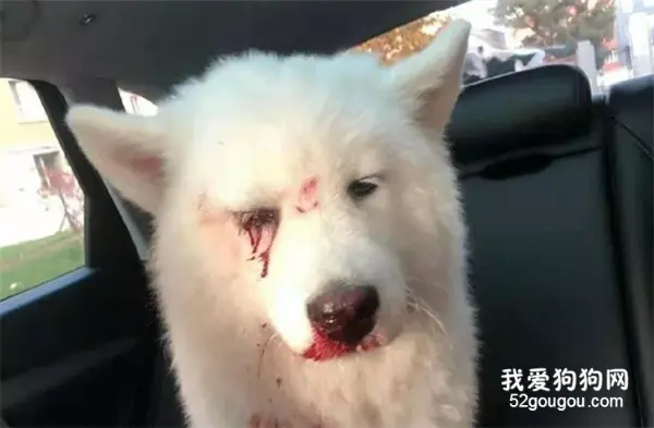 萨摩耶在家大便，竟被主人打爆眼球丢弃，路人带去治疗后主人还想要回去！