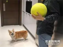 主人买了一个球回家，柯基看到瞬间高兴坏了，因为这个球很不简单！