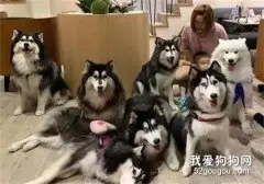 给7只雪橇犬和小宝宝拍照，场面一片混乱不忍直视！