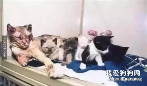 流浪猫5次冲进大火，当看到它叼出的东西，大家忍不住落泪了！