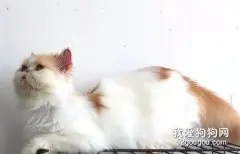 加菲猫咪怀孕注意事项