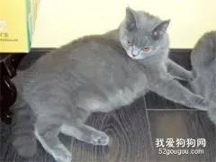 蓝猫怀孕注意事项