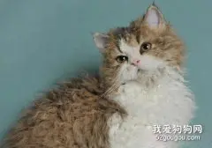 塞尔凯克卷毛猫性格怎么样?